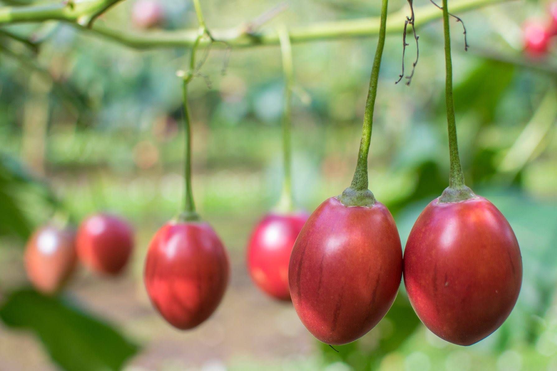 Tomates de árbol a punto de ser cosechados 